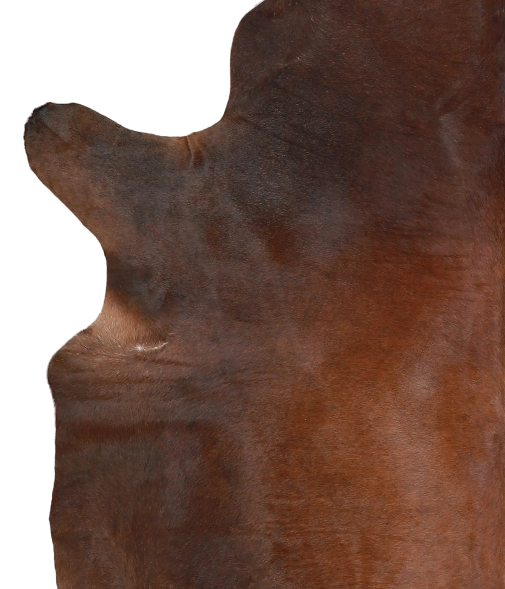 Warm Caramel X-Large Brazilian Cowhide Rug 7'4"H x 6'3"W #A21731 by Hudson Hides